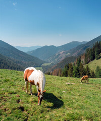 Trentino Alto Adige, Lagorai Italy - Horses grazing in the mountains