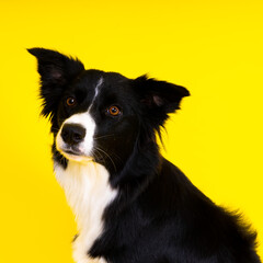 Happy black dog border collie portrait on yellow and red background