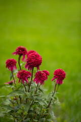 jeżówki ( Echinacea purpurea )  w ogrodzie	