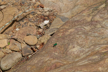 Tiger beetle on a boulder