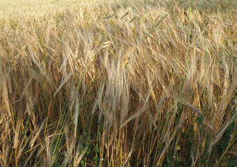 Wheat field in the summer. Crop harvest times. Golden wheat field. 