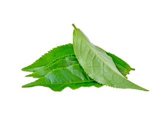 Obraz premium Green tea leaf transparent png