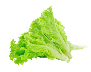Lettuce salad transparent png