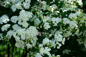 The meadowsweet (Spiraea chamaedryfolia L.). Inflorescences close-up shot on the dark green background. 