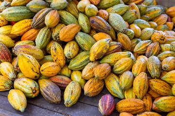 Stack of colorful ripe cocoa pod