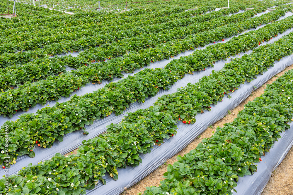 Wall mural Fresh ripe strawberry farm field