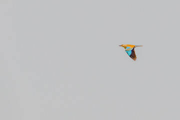 A Eurasian Roller i