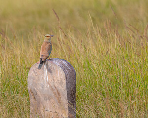 A Eurasian Roller resting