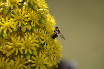 Un'ape su dei fiori simbolo della primavera