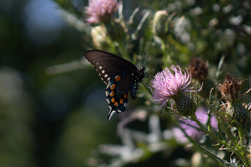 butterfly on flower