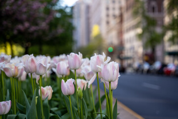 Tulips on Park Ave, Manhattan, New York