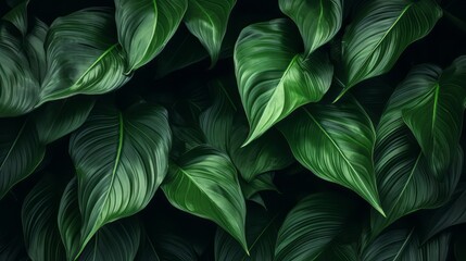 Close-up Serenity, Dark Tone Background of Spathiphyllum Cannifolium Leaves in the Garden, Embodying the Essence of Tropical Nature, generative ai.