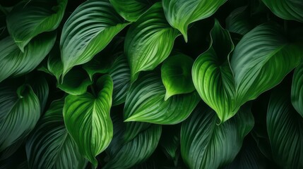 Close-up Serenity, Dark Tone Background of Spathiphyllum Cannifolium Leaves in the Garden, Embodying the Essence of Tropical Nature, generative ai.