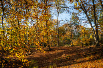 A beautiful woodland area in the Netherlands shows seasonal change in Autumn leaves on trees. cycle of change throughout the year. stunning nature during fall makes pleasant scenery for walking 