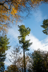 A beautiful woodland area in the Netherlands shows seasonal change in Autumn leaves on trees. cycle of change throughout the year. stunning nature during fall makes pleasant scenery for walking 