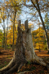 A broken tree stump in autumn forest woodland setting. The sun lights the area of seasonal change with brown leaves on the floor behind the dead tree. Sunny day in holland Lage Vuursche
