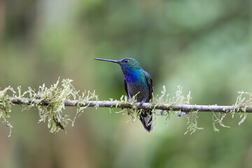 Hummingbird in the rain forest of Ecuador