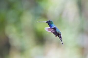Hummingbird in the rain forest of Ecuador