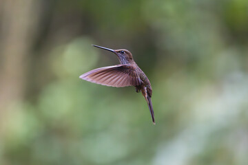 Hummingbird in the rain forest of Ecuador