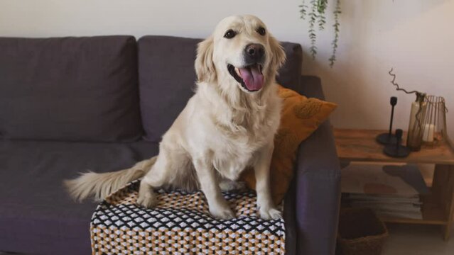 Portrait of cute while labrador sitting on couch in cozy room at daytime and posing for camera