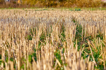 Wheat field after harvest, mowed wheat with straw in the field in summer close-up. Agricultural work