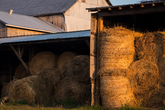 Piles of round straw bales in a barn at sunrise