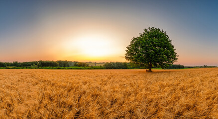 beautiful wheat field with a majestic sunset in the background in high resolution