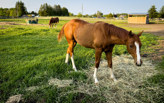 horses in a field on a farm