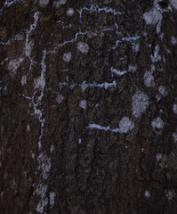 Texture of tree