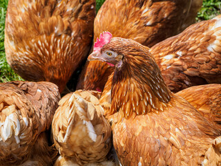 free-range chickens feeding