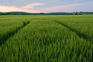 Field of wheat at sunset