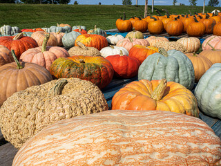 pile of pumpkins in an outdoor market