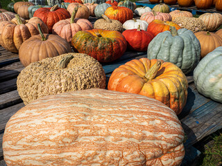 pile of pumpkins in an outdoor market