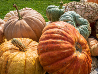 giant colorful pumpkins