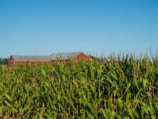 Fototapeta na wymiar cornfield with bright blue sky