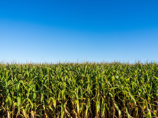 cornfield with bright blue sky