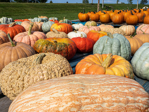 pile of pumpkins in an outdoor market