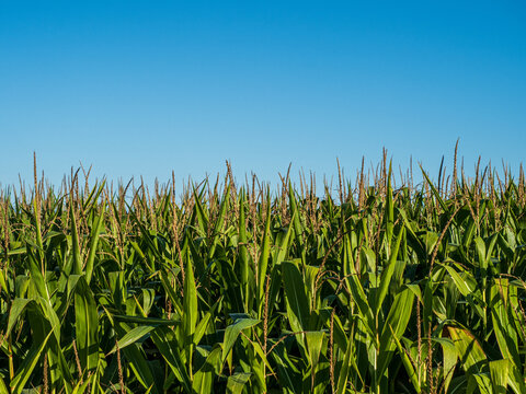 cornfield with bright blue sky