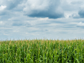 cornfield with dramatic cloudy sky