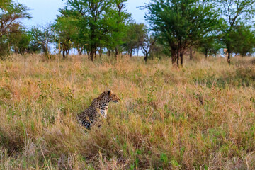 African leopard (Panthera pardus pardus) sitting in grass in Serengeti National park, Tanzania