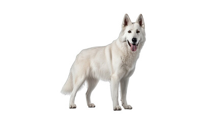 White German Shepherd Dog isolated on a transparent background 