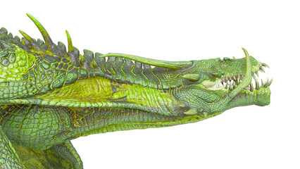 dragon id picture on white background close up side view