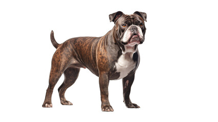 Brindle Bulldog isolated on a transparent background 