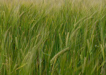 Ears of green barley not yet ready for harvest.