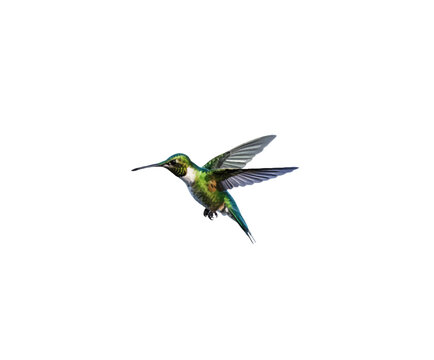 Cartoon bird hummingbird on a white background. Vector illustration