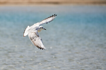 Junge Lachmöwe (Chroicocephalus ridibundus) im Flug über blauem Wasser am Strand - Überwinterung an der Playa de Sotavento de Jandia, Fuerteventura