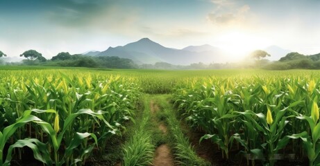 Fototapeta na wymiar Corn cobs in corn plantation field. Created with Generative AI technology.