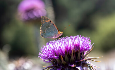 Bahadır butterfly (Argynnis pandora) on a lilac-colored thorn plant