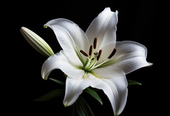 Lily flower on the dark background. Condolence card. Empty place for a text. Created with Generative AI technology.
