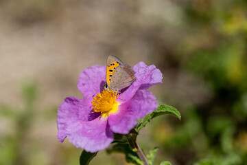 Spotted Copperhead butterfly, (Lycaena phlaeas) feeding on Spruce (Cistus Creticus) plant.
